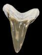 Excellent Cretoxyrhina Shark Tooth - Kansas #31635-1